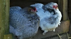 Nego broiler
